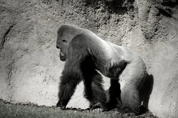 Gorilla walking, in black and white