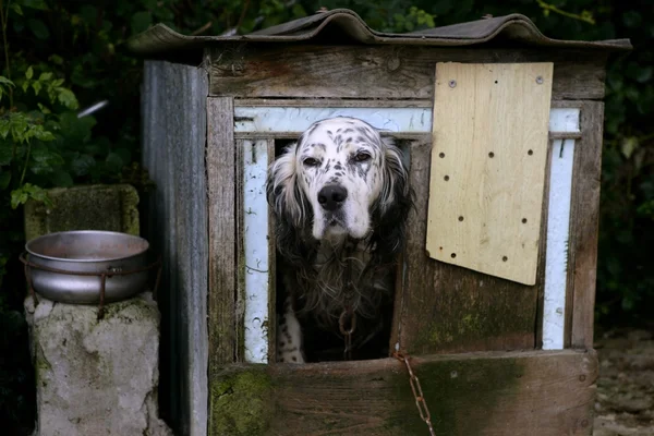 Adorable shetter dog in its wooden house