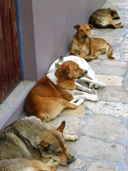 Mexican street dogs lazy having a rest