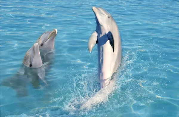 Dolphin show in caribbean tuquoise water