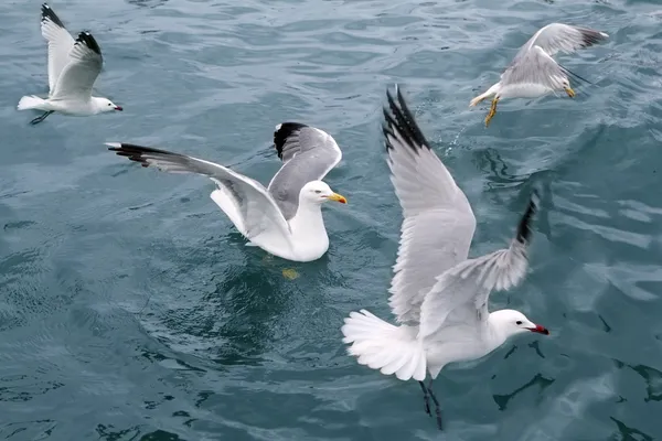 Active sea gulls seagulls over blue sea ocean