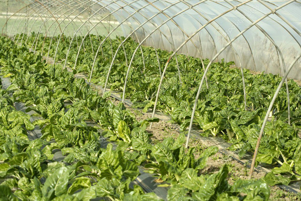 Cultivo De Acelga Verde En Un Campo De Invernadero — Foto De Stock ...