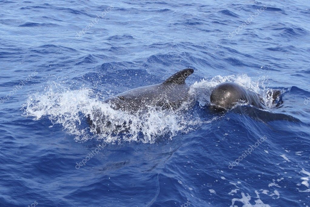 Baby Pilot Whale