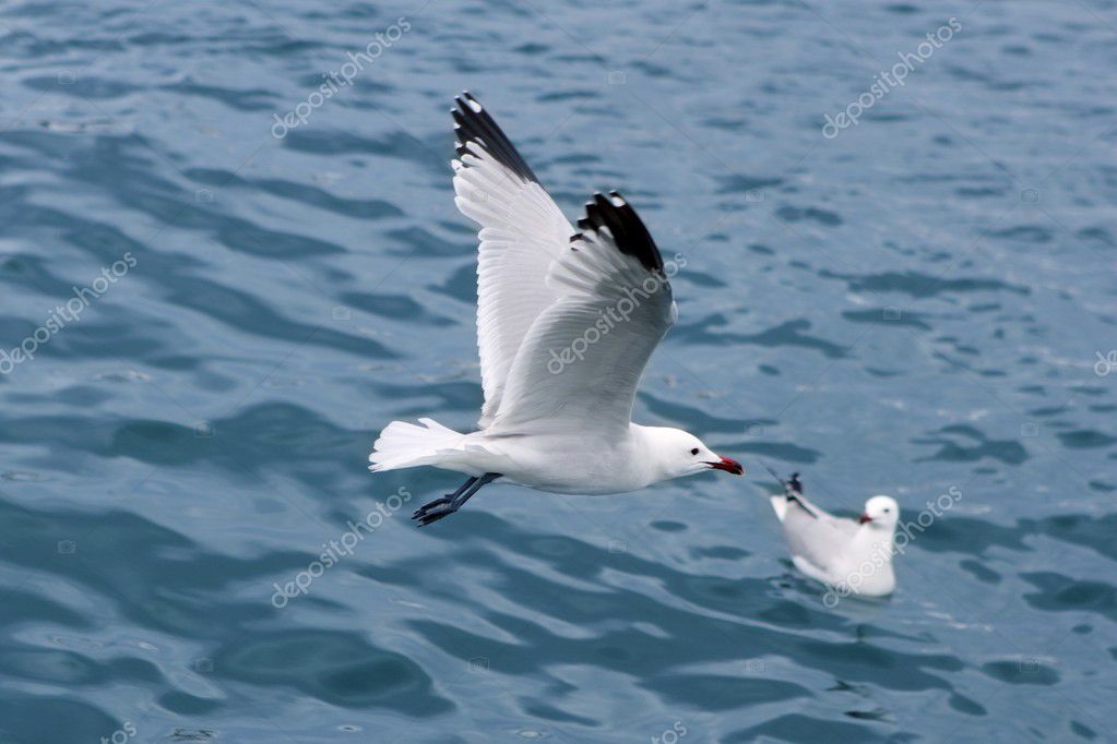 Ocean Birds Pictures