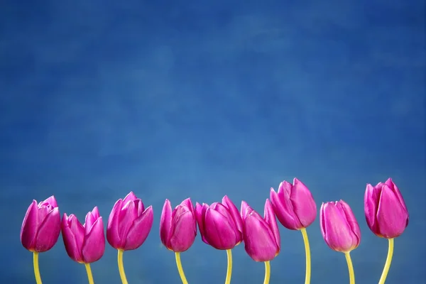 Pink tulips flowers in a row group line arrangement