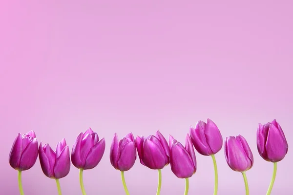Pink tulips flowers in a row group line arrangement