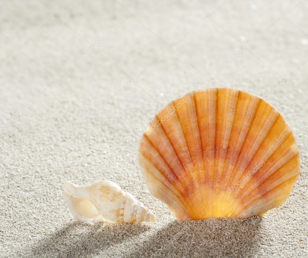 beach sand shells