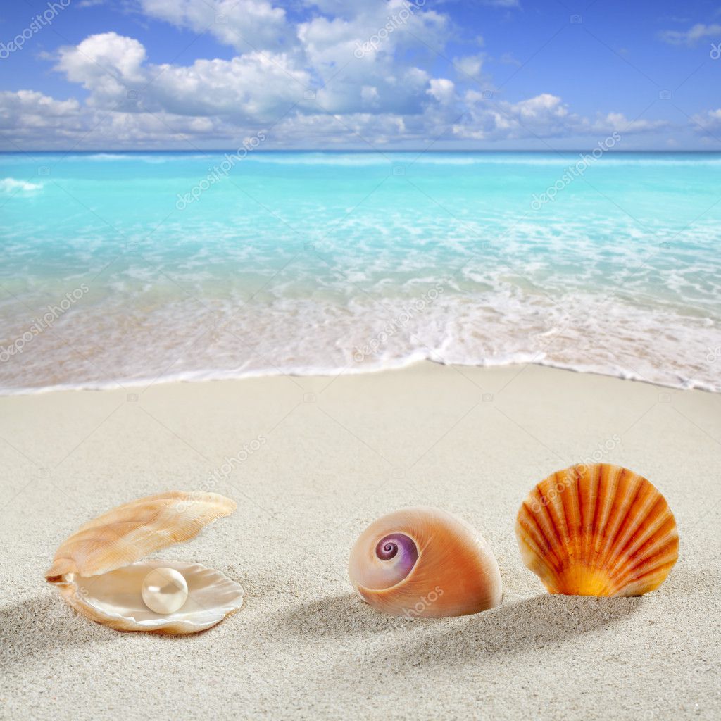 Shell Background