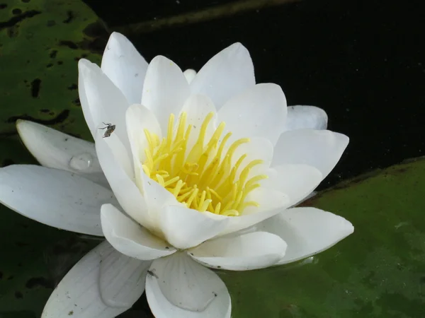 Field of water lilies