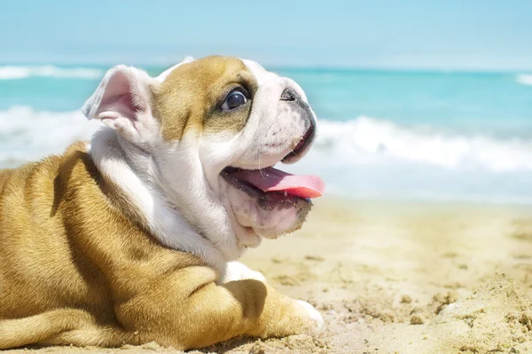 English Bulldog puppy at the sea