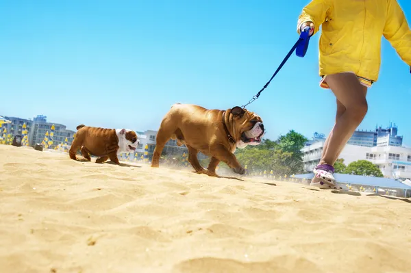 Bulldog family walking in the beach