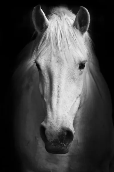 White horse potrait in black and white.