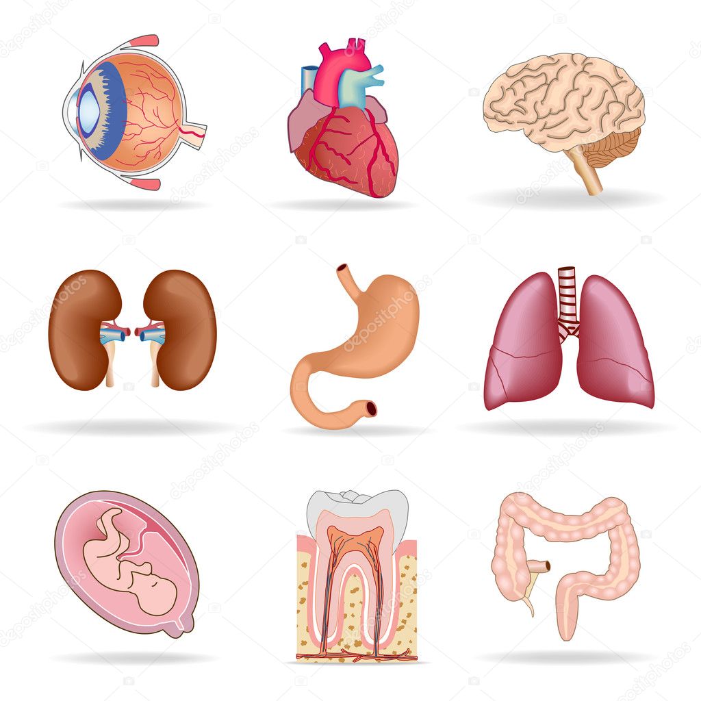Human Body Organs Human organs stock