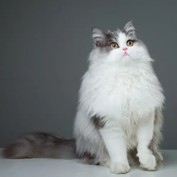 persian kittens grey