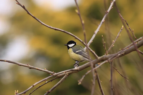 Black Tit by JeanPierre CHRETIEN Stock Photo Editorial Use Only