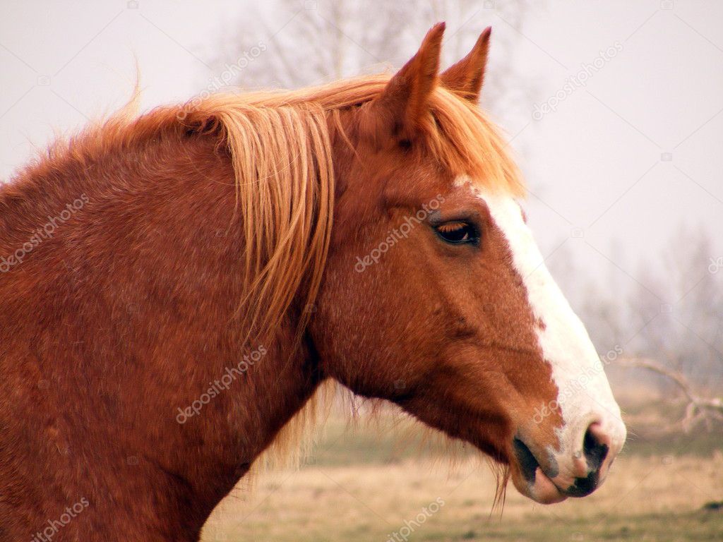 Close up of palomino draft horse — Stock Photo © virgonira 5458759