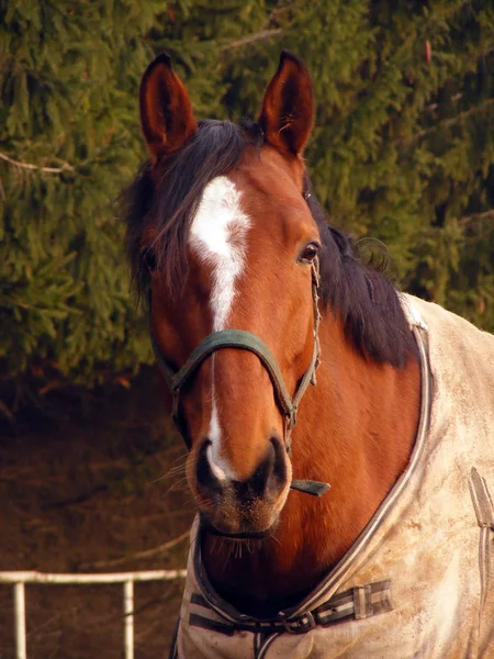 White Brown Horse