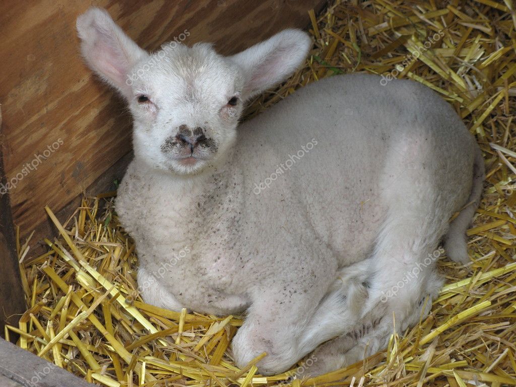 Young Lamb