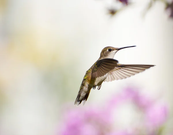 Female ruby throated hummingbird in motion.