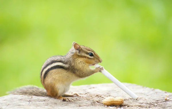 Chipmunk Smoking