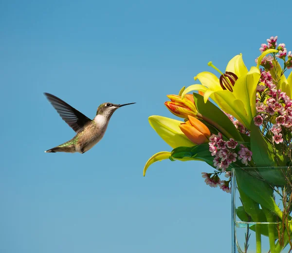 Hummingbird approaching bouquet of flowers.