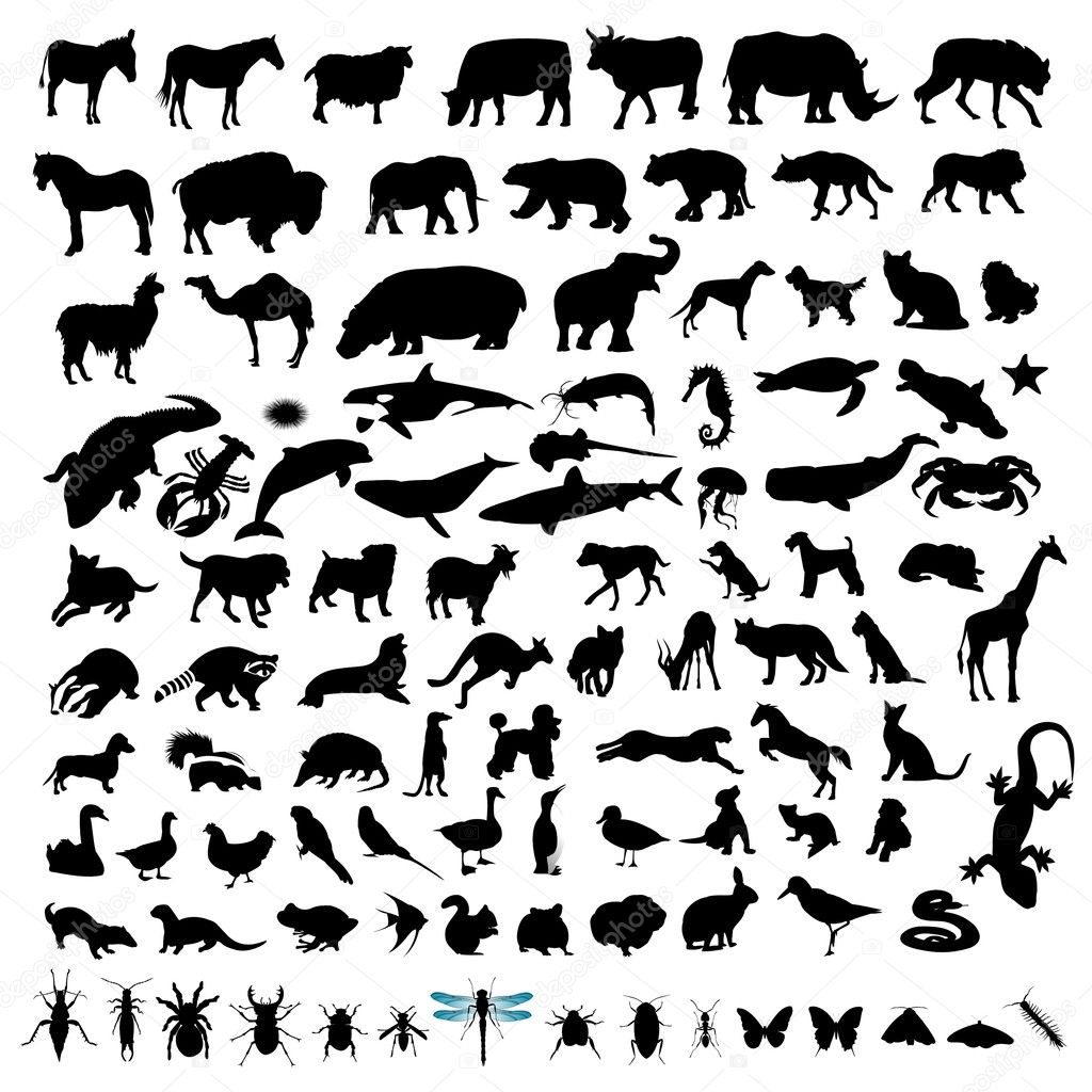 Animal Silhouette