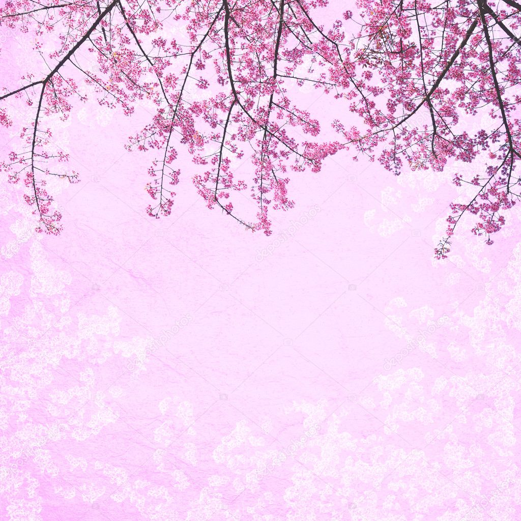 Background Sakura