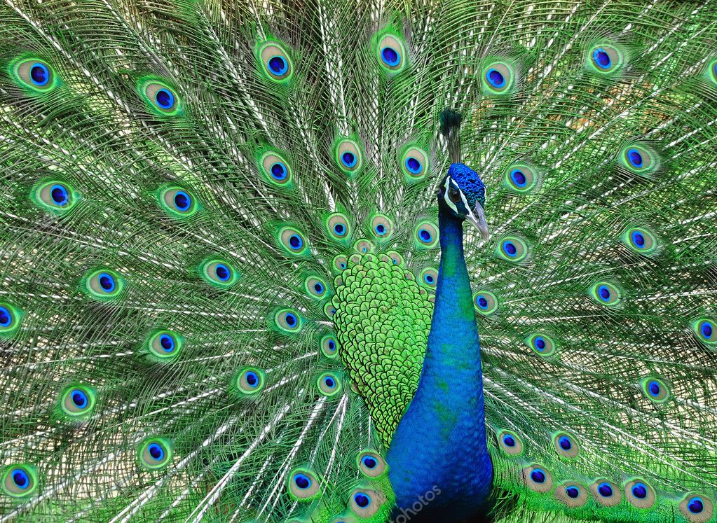 Nice Peacock — Stock Photo © Shirophoto #6719524