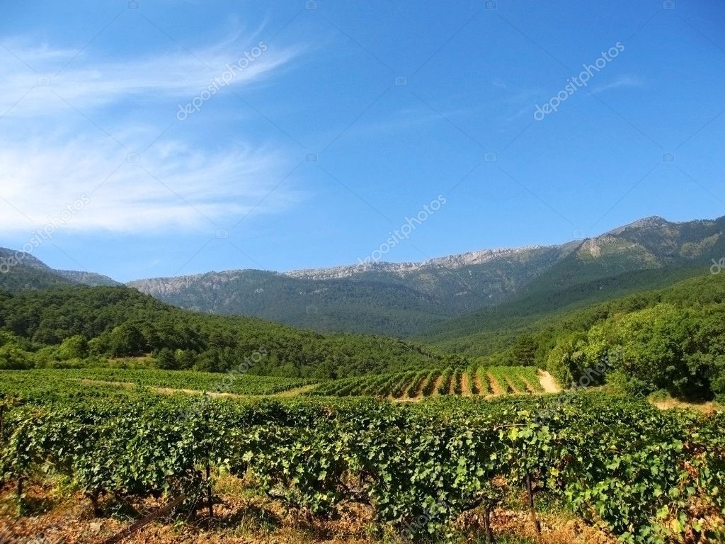 grapes plantation