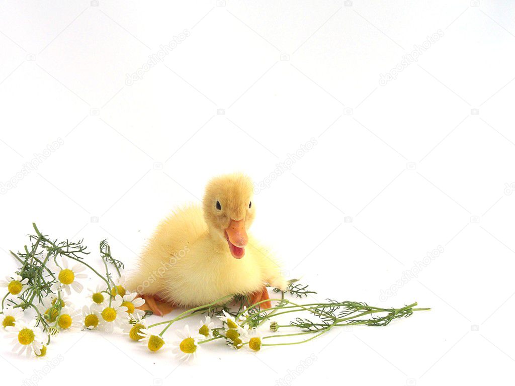duck cute
