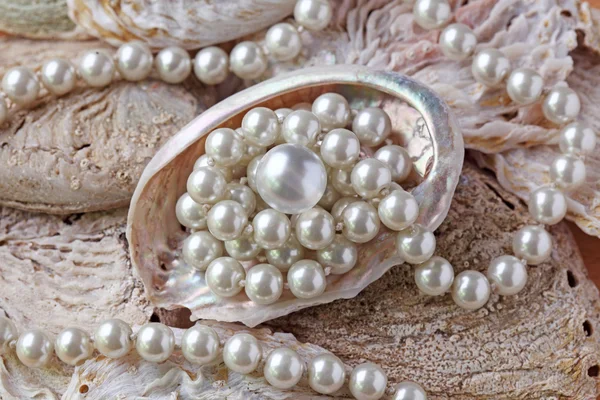 Pearls in a shell