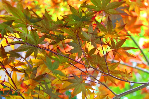 Japanese maple tree
