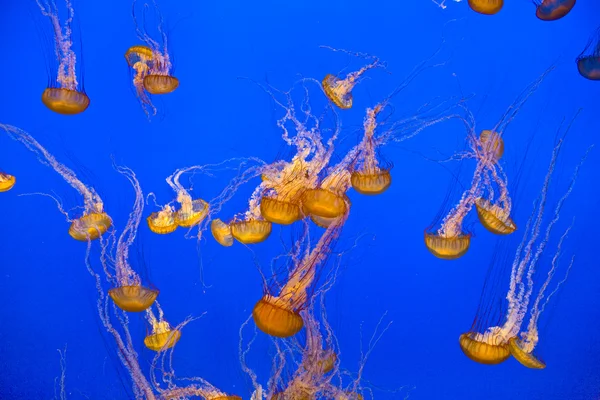 Beautiful Jelly fishes in aquarium with blue background