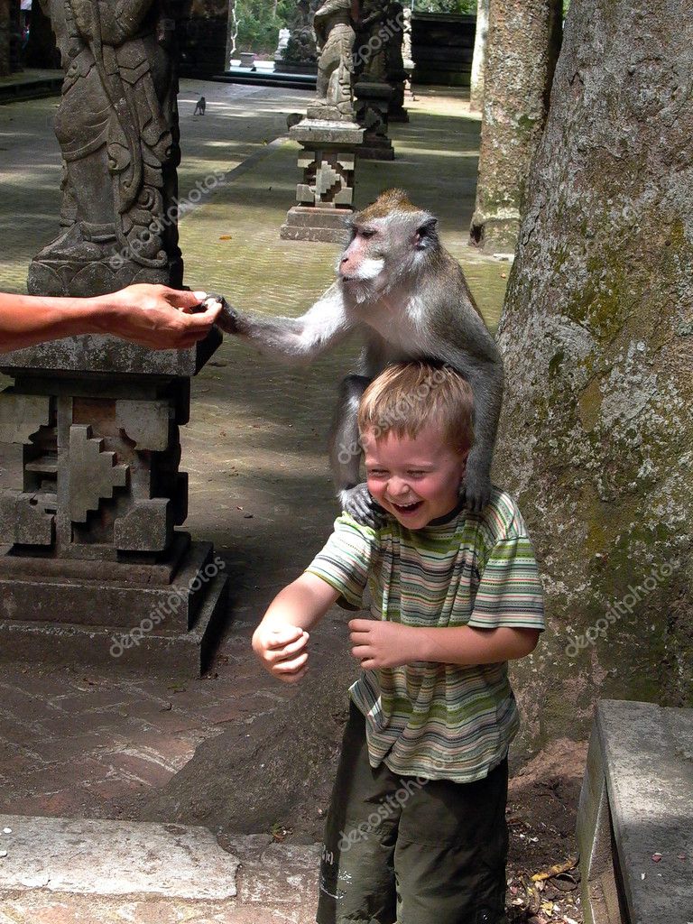 Monkey Attack