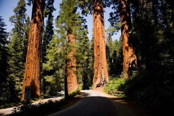 The famous big sequoia trees are standing in Sequoia National Pa