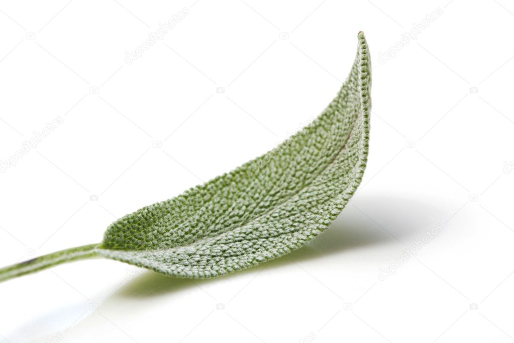 Sage Leaf