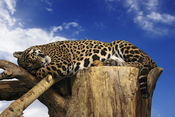 Lazy leopard lying in a tree