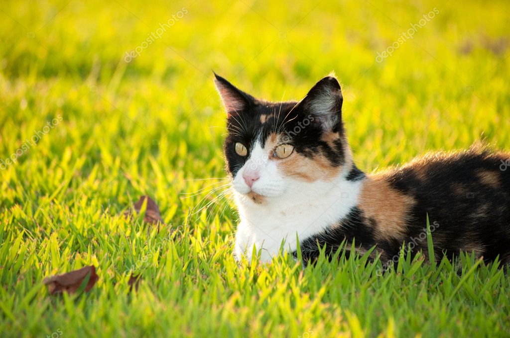 Cat In Sunshine. Beautiful calico cat in grass