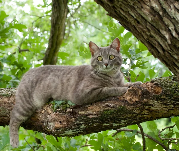 Spotted blue tabby cat on tree branch