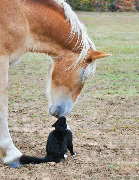 Friends nose to nose- huge and tiny