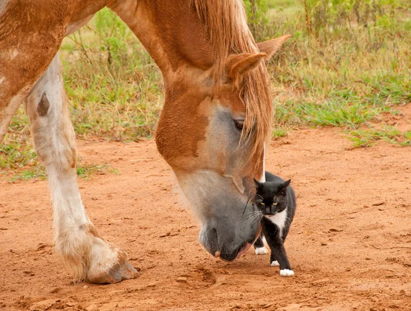 Belgian Draft horse pushing his little kitty cat friend