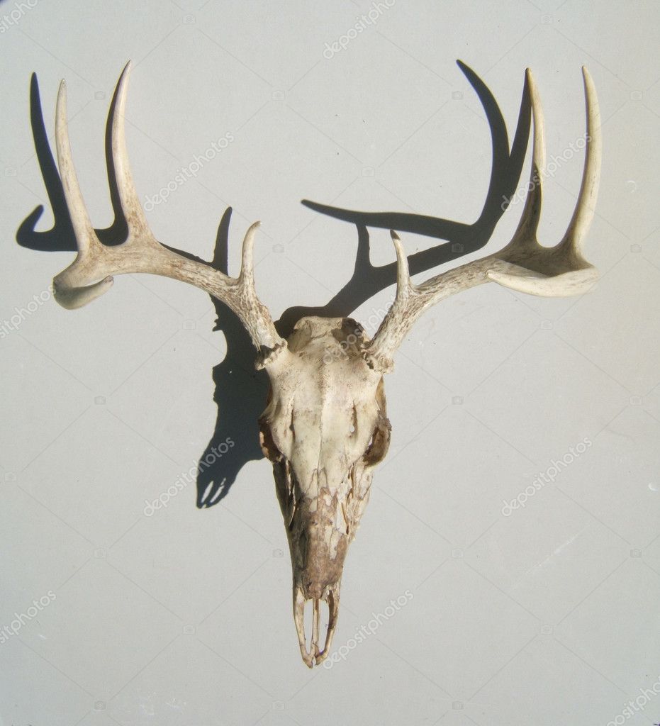 Deer Skull Antlers