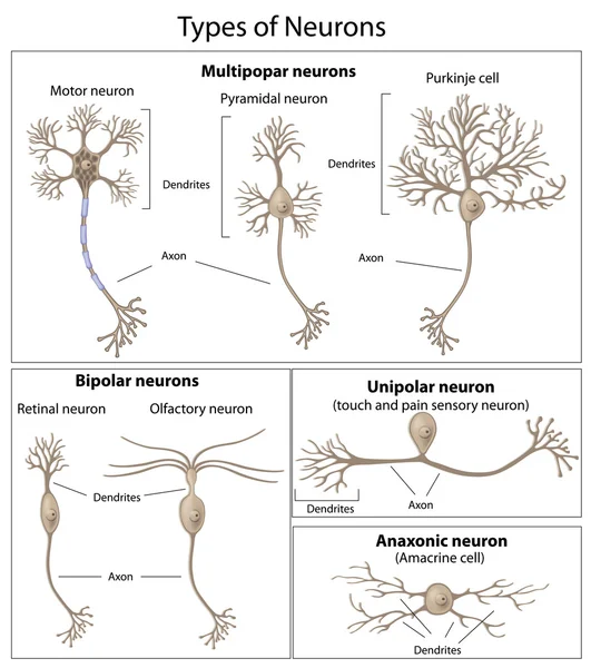 Anaxonic Neuron