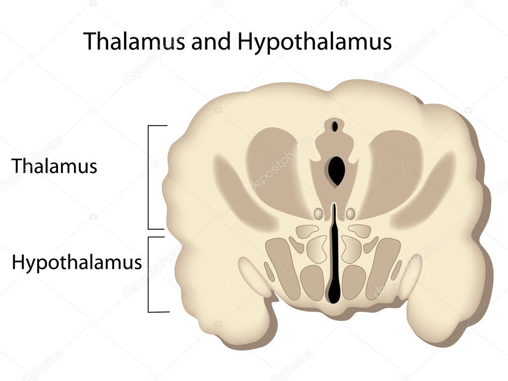 Hypothalamus And Thalamus. Thalamus and hypothalamus
