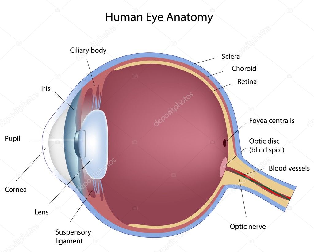pictures human eye