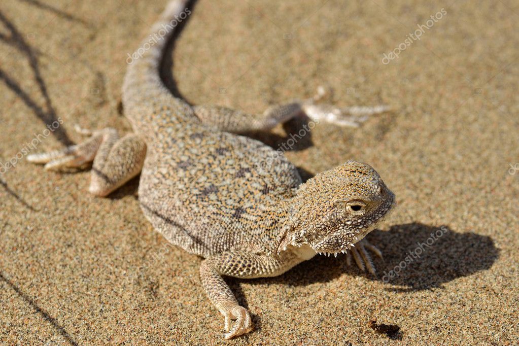 Toad Headed Agama