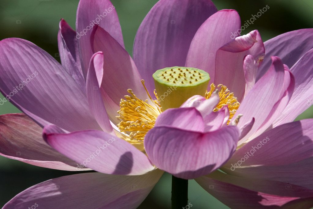 lotus bloom