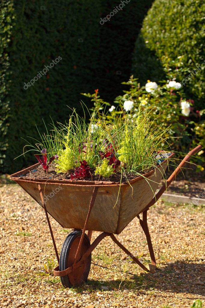 Decorative Herbs