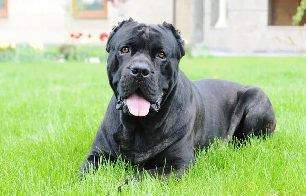 Big black dog lying on green grass