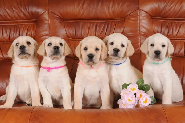 Group of labrador puppies